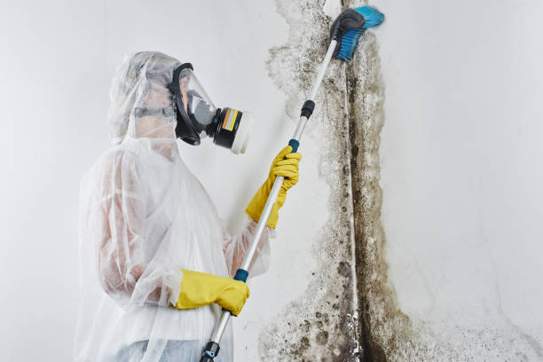 Reliable Fairmont, NC Mold Remediation Solutions